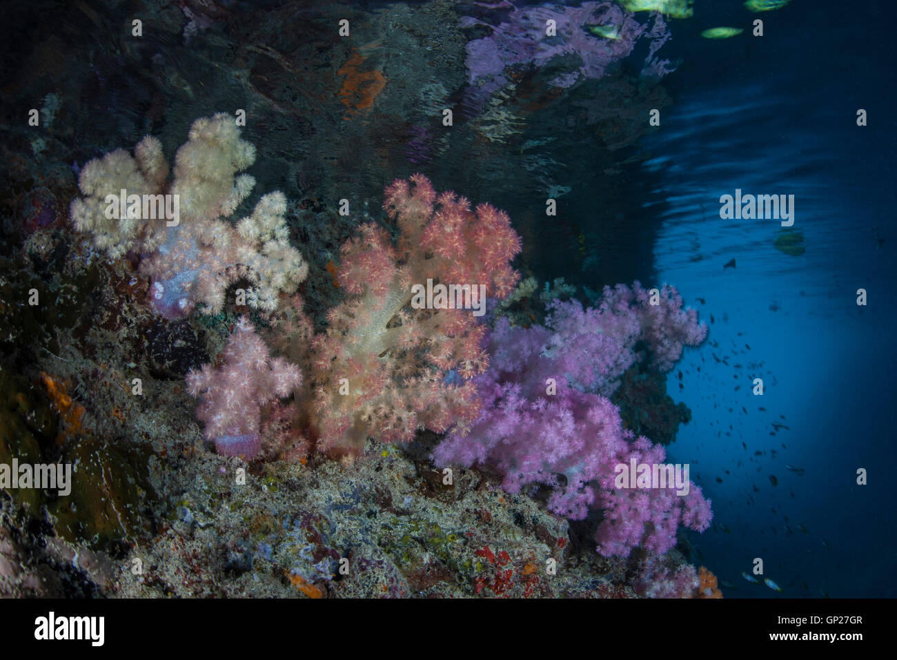 Farbige Weichkorallen, Dendronephthya SP., Mikronesien, Palau Stockfoto