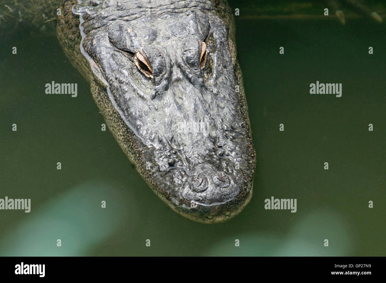 Eine Nahaufnahme von einem Alligator im Wasser Stockfoto