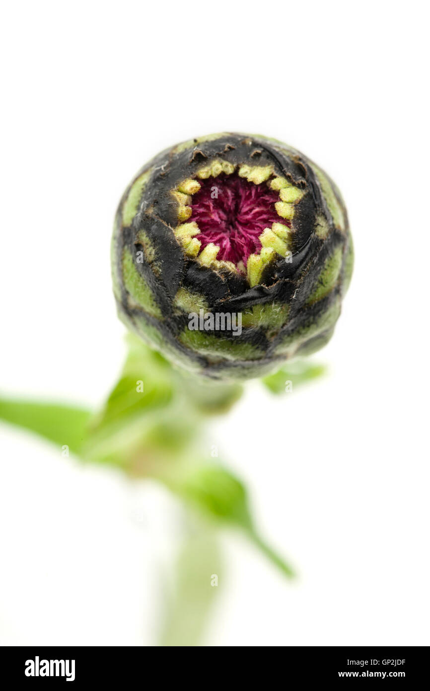 Zinnie Blütenkopf angehende mit Makro-Objektiv aufgenommen. Stockfoto