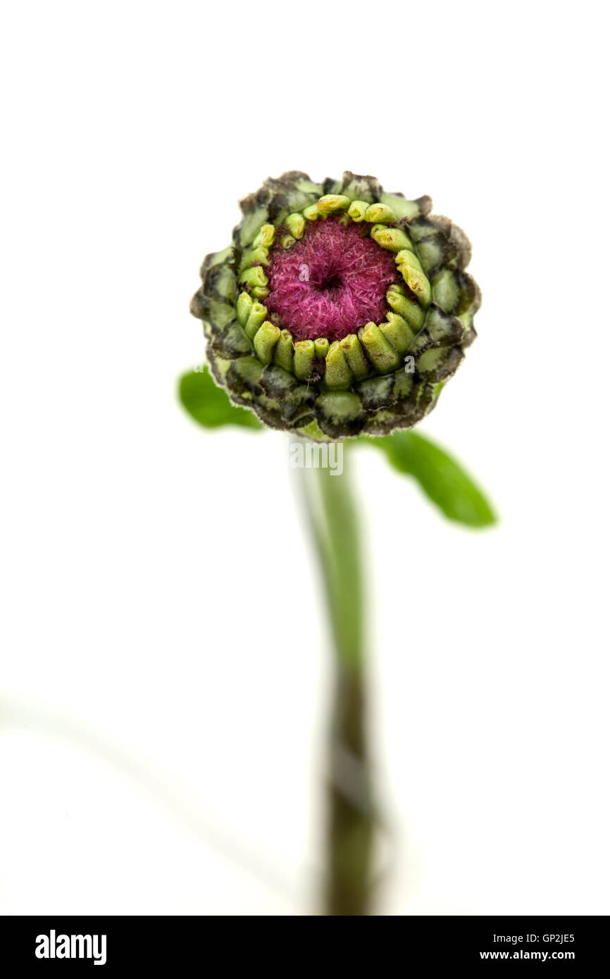 Zinnie Blütenkopf angehende mit Makro-Objektiv aufgenommen. Stockfoto