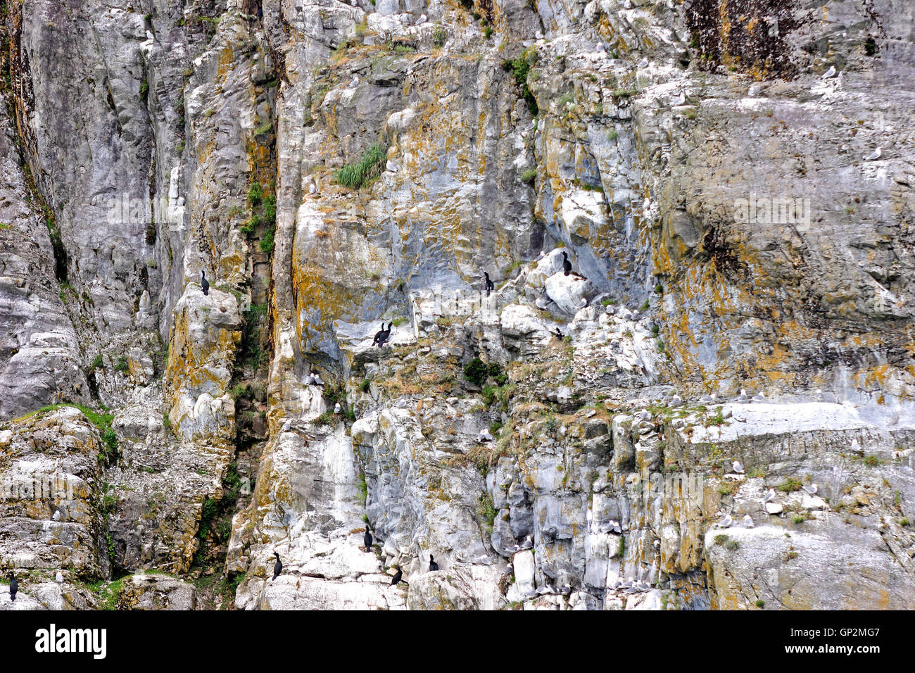 Kitiwake Kormoran Vögel nisten auf Felsen Endicott Arm Inside Passage Southeast Alaska USA Stockfoto