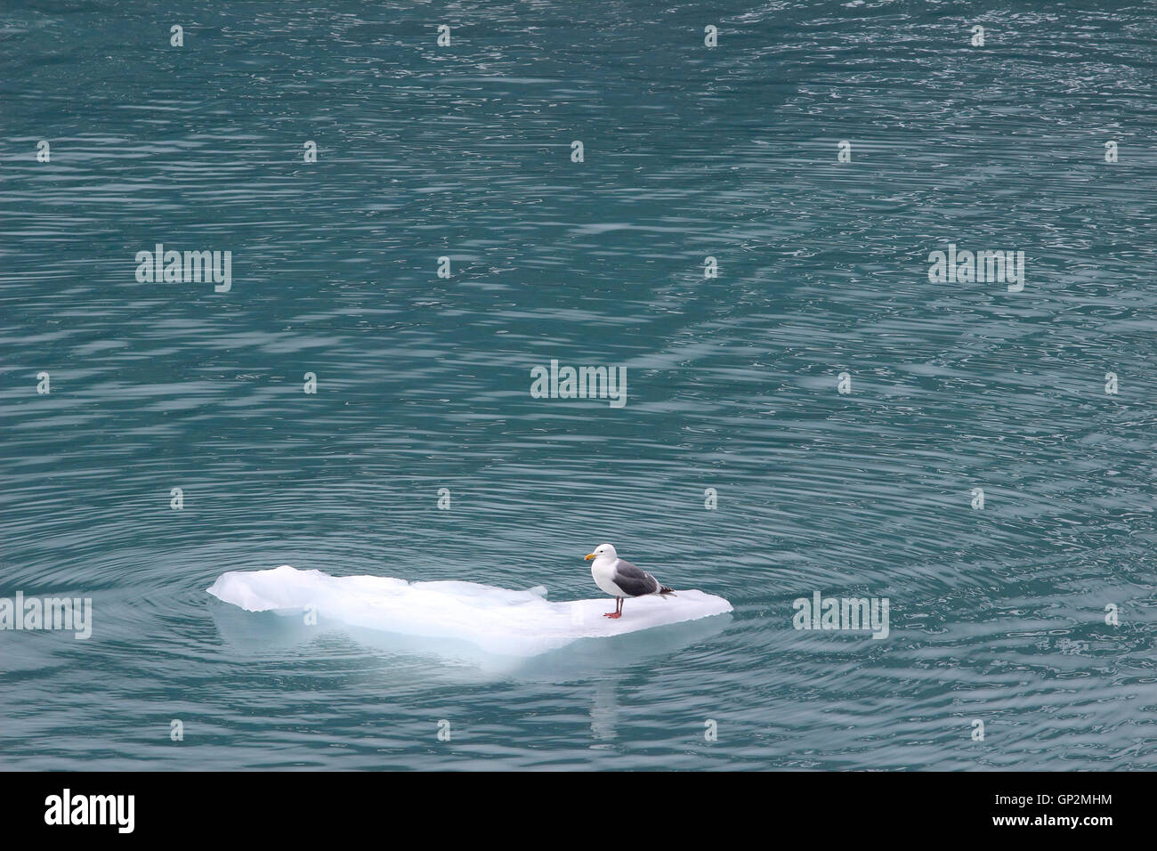 Margerie Gletscher Möwe Vogel auf Eisscholle Nebel Wolken Glacier Bay Inside Passage Southeast Alaska USA Stockfoto