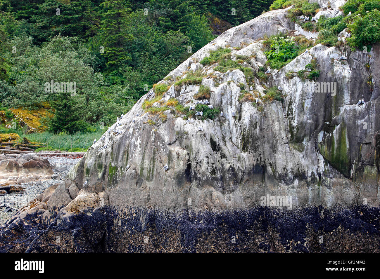 Kitiwake Vögel nisten Bereich Misty Fjords National Monument Inside Passage Southeast Alaska USA Stockfoto