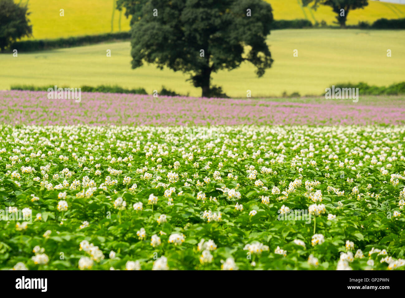 Kartoffeln, die Blüte in einem Feld bei Shifnal, Shropshire, England, UK Stockfoto