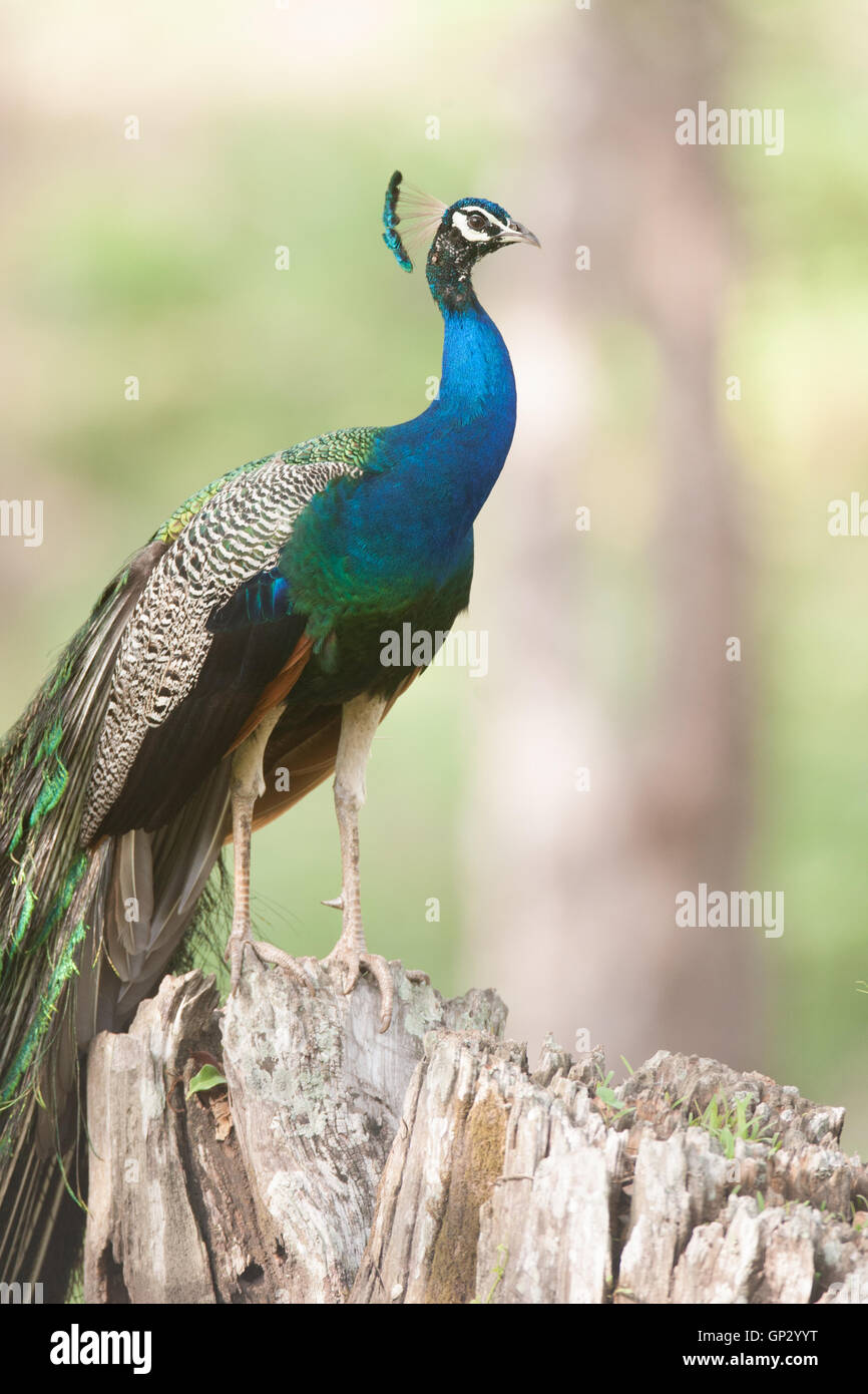 Indische nationale Vogel Pfau thront auf einem Baumstumpf Baum im Nagarhole National Park an den Ufern des Flusses Kabini Stockfoto