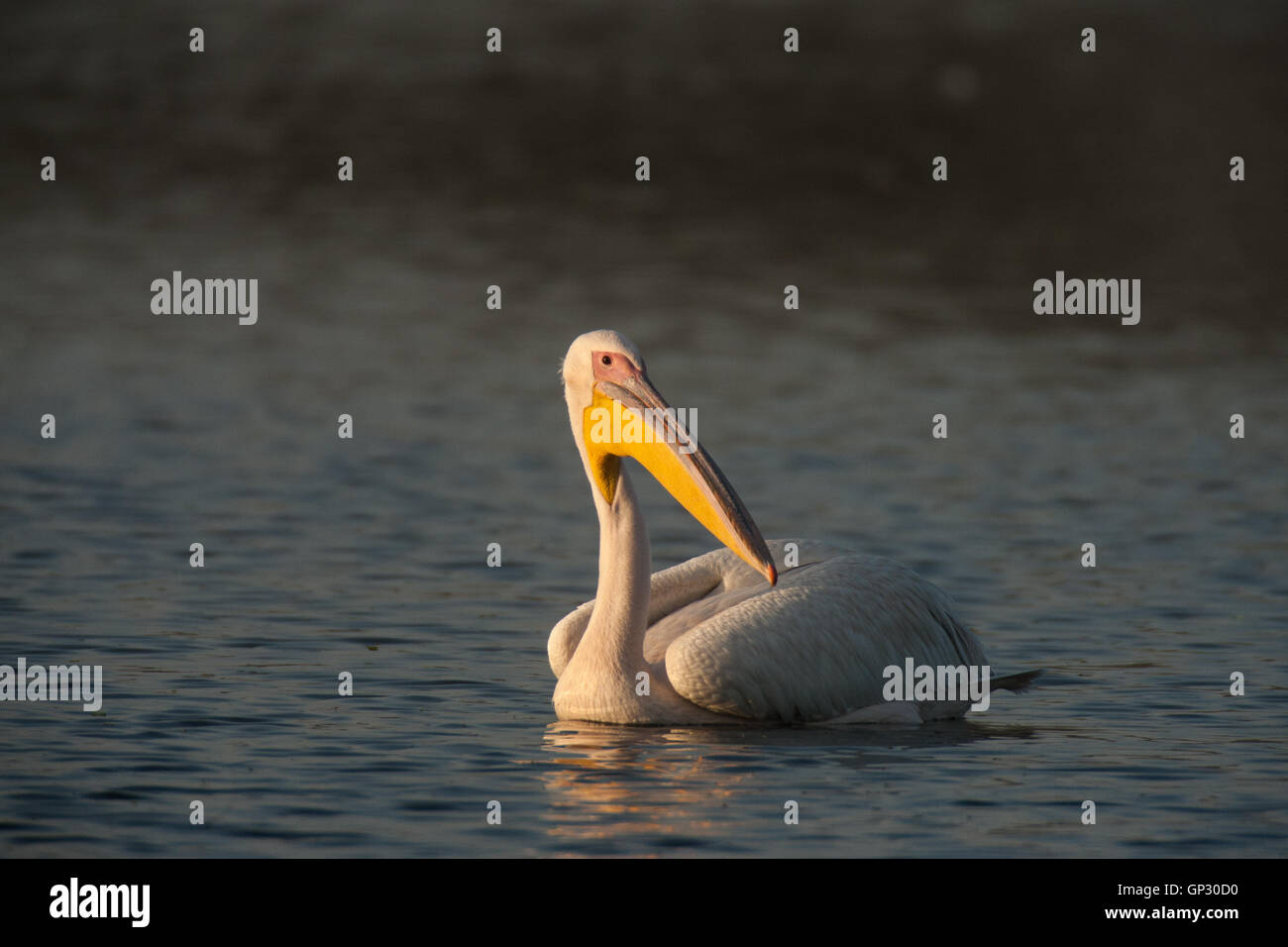 Große weiße oder rosa Pelikan (Pelecanus Onocrotalus) Vogel in einem See in Bharatpur Keoladeo Vogelschutzgebiet Stockfoto