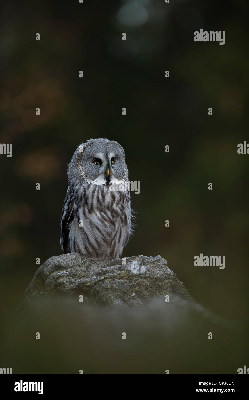 Großen grau-Eule / Bartkauz (Strix Nebulosa), thront auf einem Felsen vor der Kante eines herbstlichen borealen Waldes. Stockfoto