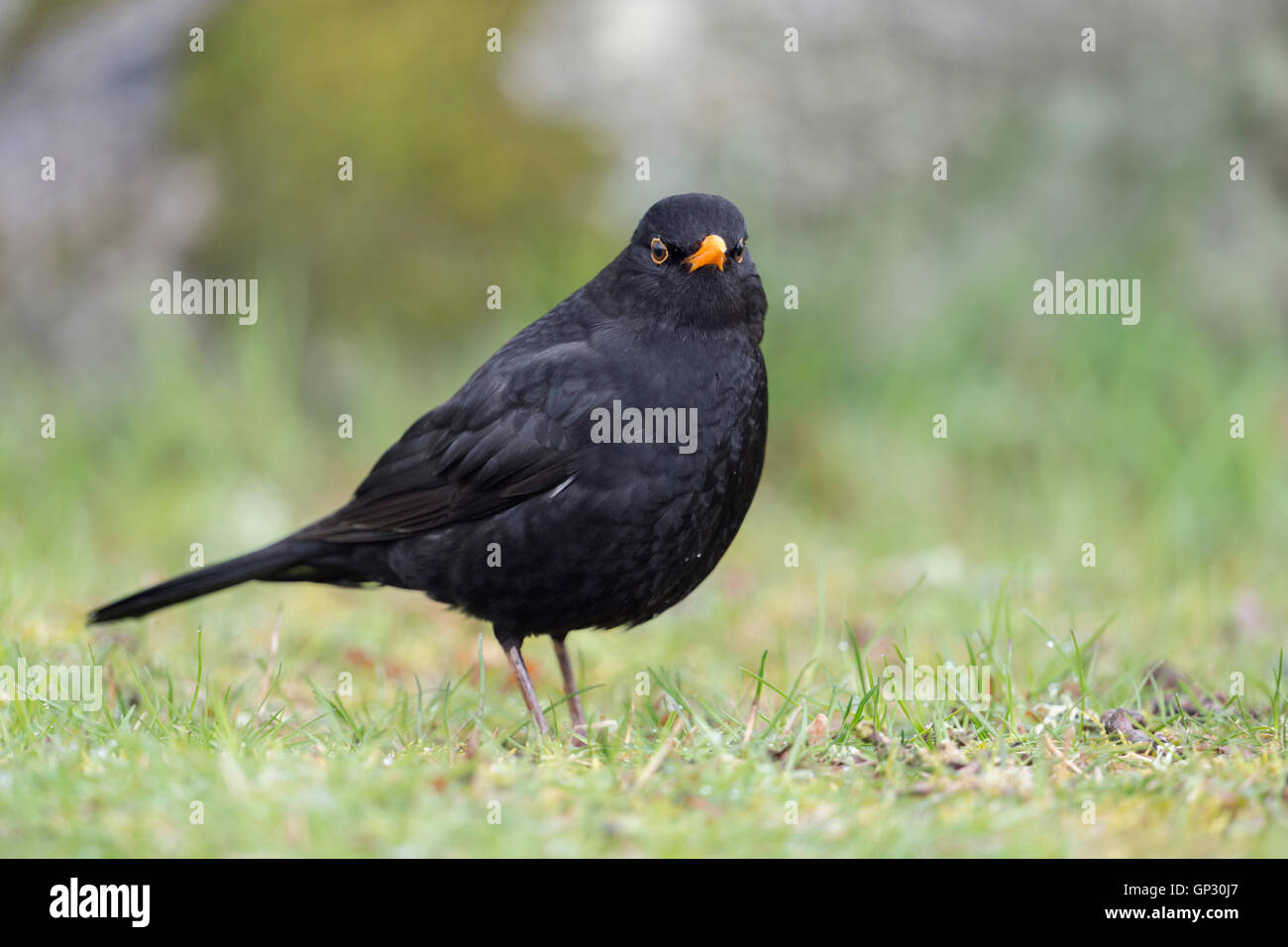 Gemeiner Amsel ( Turdus merula ), schwarzer männlicher, typischer Gartenvogel, auf dem Boden stehend, grünes Gras, direkter Blick, Tierwelt, Europa. Stockfoto
