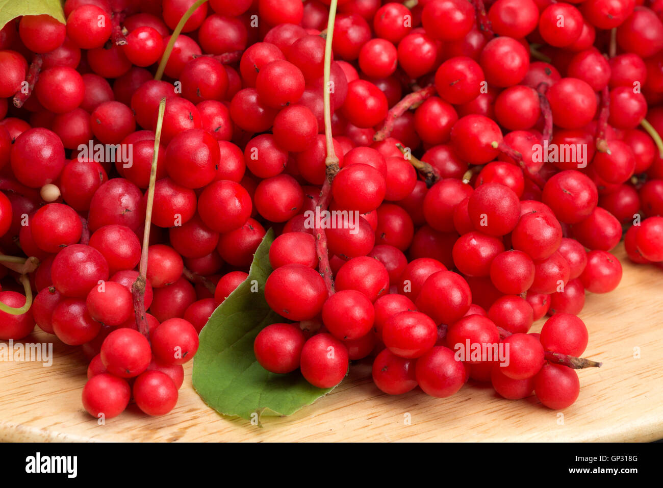 Schisandra Chinesisch oder fünf Aroma Beere Stockfoto