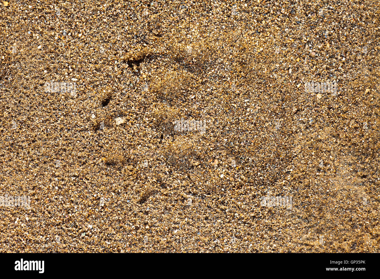 Schwarzbär Ursus Americanus Fußdruck im nassen sand Stockfoto