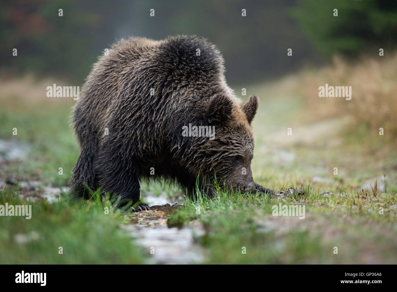 Europäischer Braunbär / Europaeischer Braunbaer (Ursus Arctos), Jungtier, bei etwas schnüffeln, guten Geruchssinn. Stockfoto