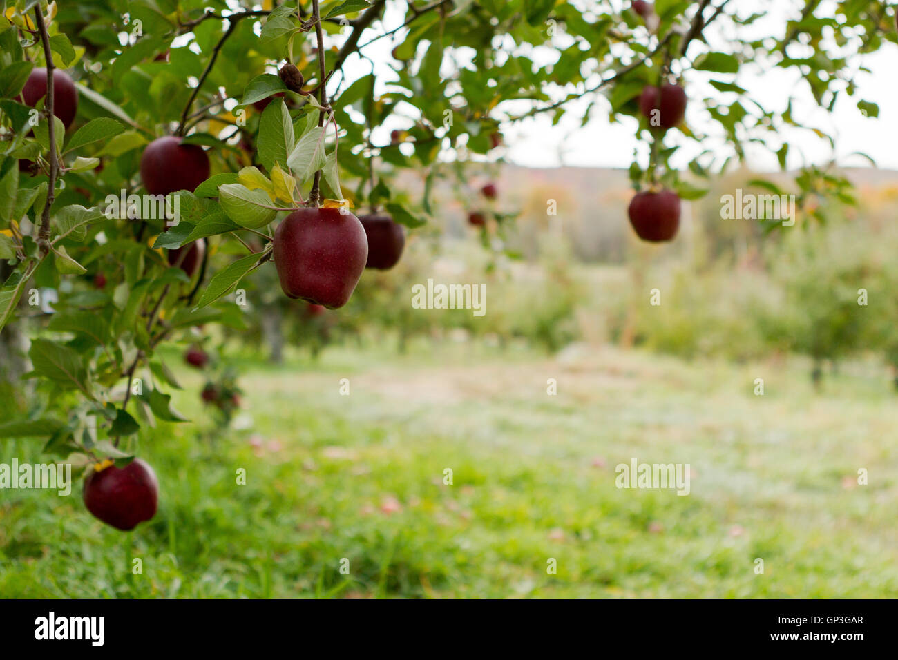 Reife rote Äpfel hängen am Baum im Obstgarten im Hudson Valley Stockfoto
