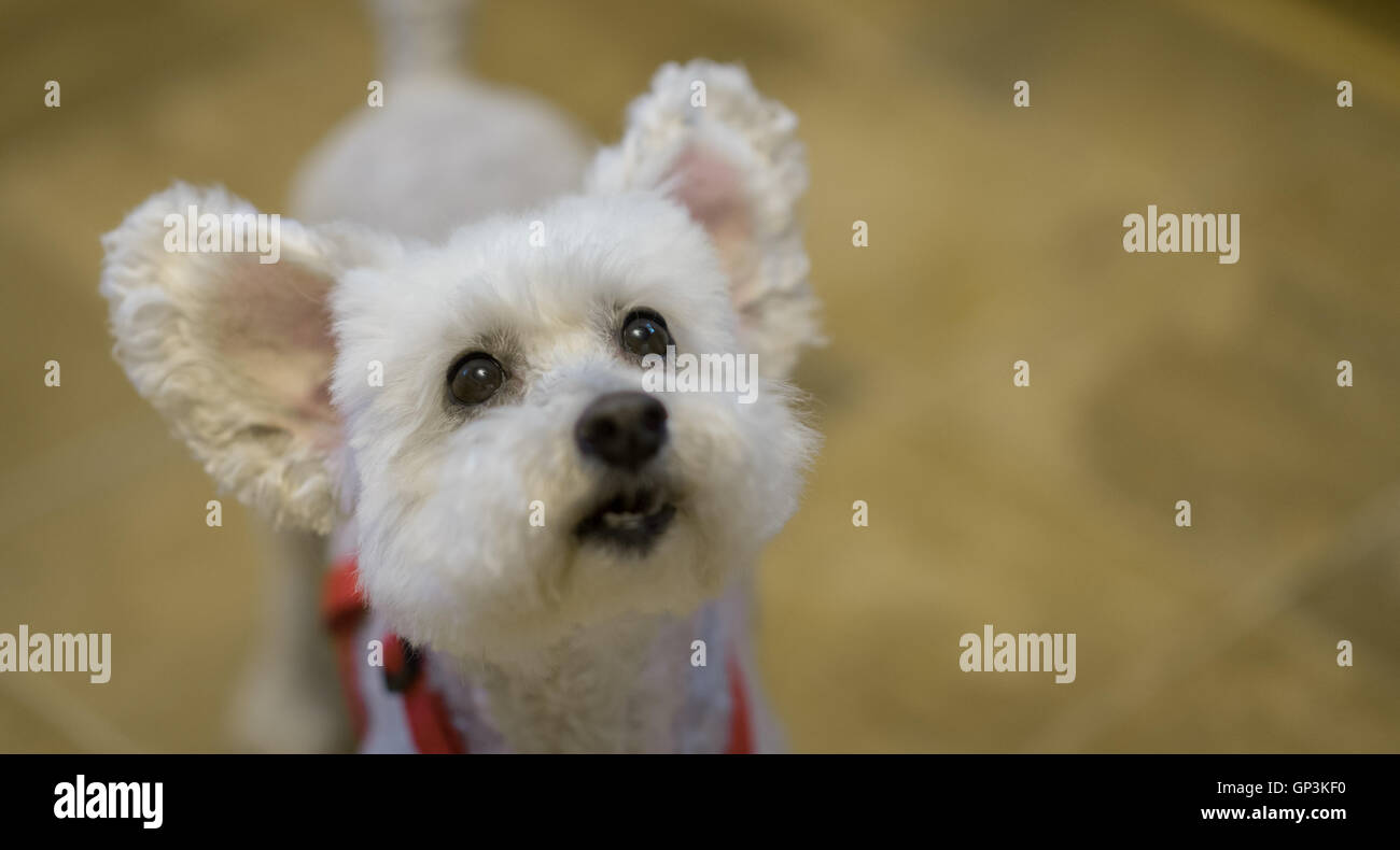 Niedlich und liebenswert weißer Pudelhund mit Ohren auf.  Augen im Mittelpunkt. Stockfoto