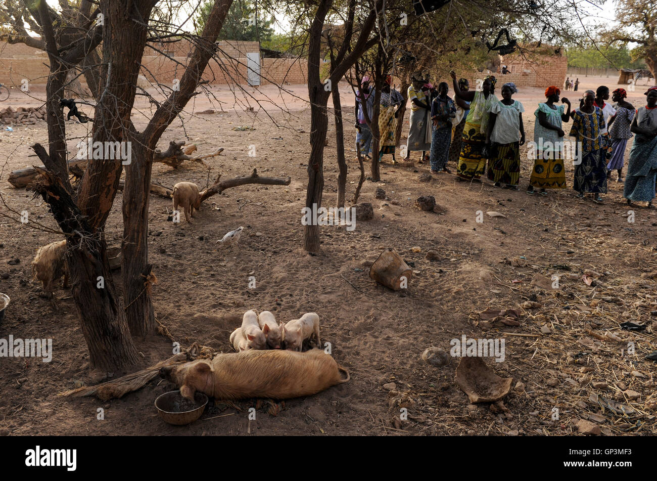 BURKINA FASO Kaya, Diözese Bank gibt micro Darlehen für die Erzeugung von Einkommen, Frauen Gruppe Schweine halten, die für die Zucht im Dorf PISSILA Stockfoto