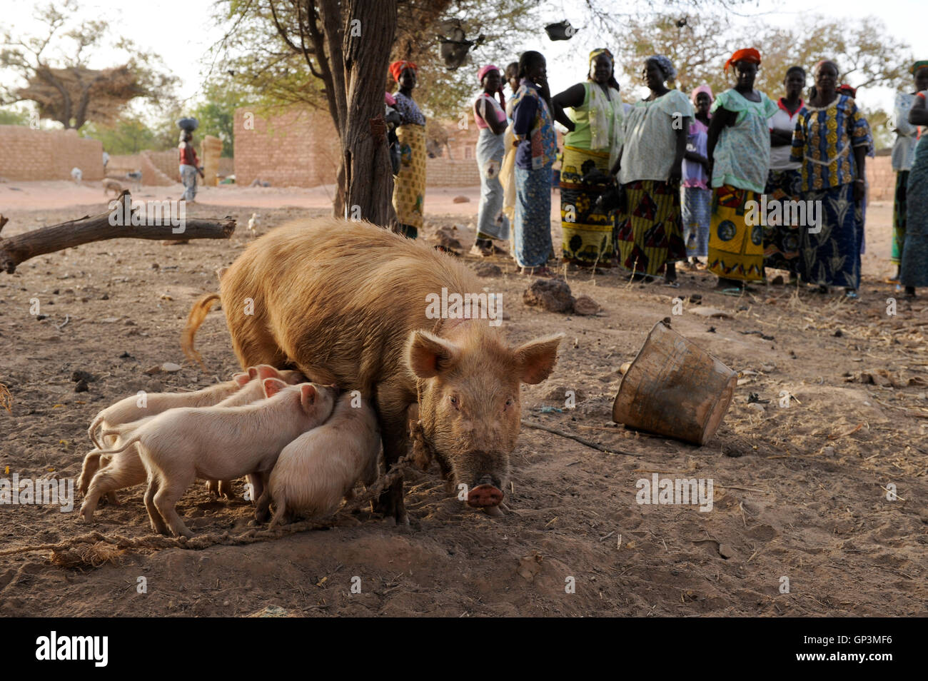 BURKINA FASO Kaya, Diözese Bank gibt micro Darlehen für die Erzeugung von Einkommen, Frauen Gruppe Schweine halten, die für die Zucht im Dorf PISSILA Stockfoto