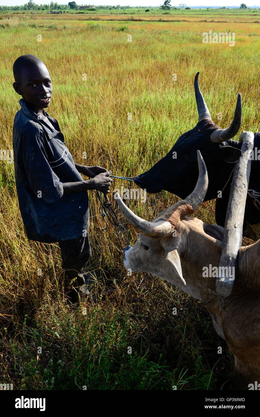 BURKINA FASO, Bobo Dioulasso, Dorf Bama, Reisanbau für Hybrid der Saatgutproduktion, Landwirt mit ox den Boden, zwei Kühe mit hölzernen Joch Pflug Stockfoto
