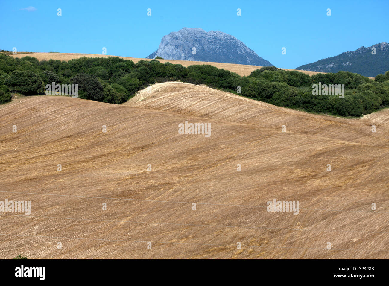 Ein Feld verödeten und entwaldet für Monokultur in Prado del Rey, Sierra de Cadiz, Andalusien, Spanien Stockfoto