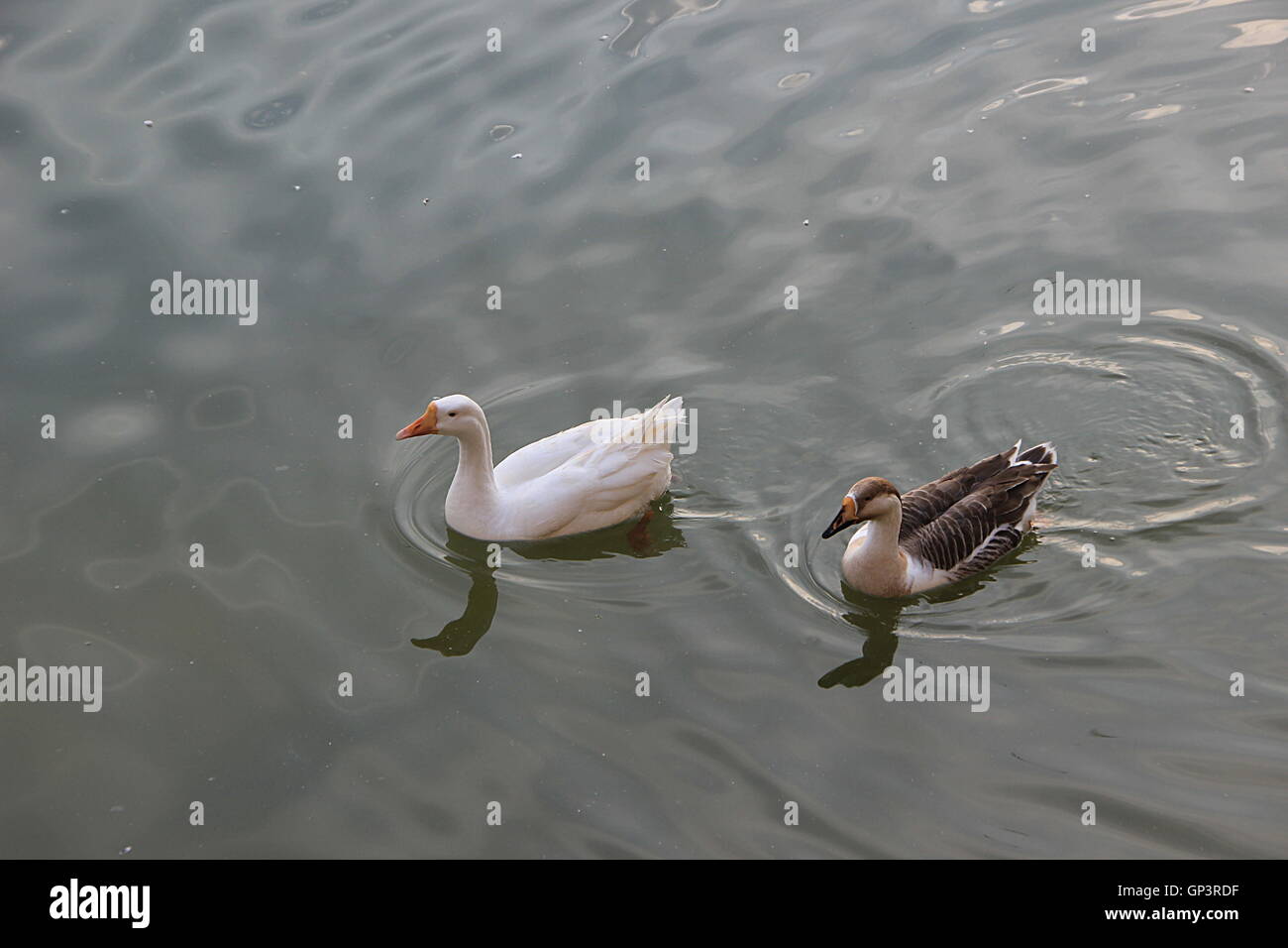 Paar Enten mit glatten, seidigen Feder ruhig auf dem Wasser in einem See schwimmt Stockfoto