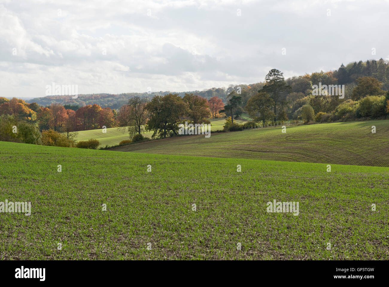 Entwicklung der Winterweizen Ernte vom Sämling zur Ernte, Berkshire, Sämling, Oktober Stockfoto