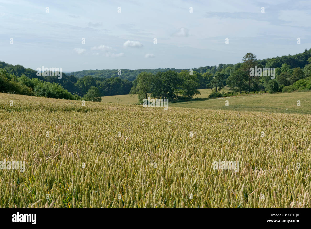 Entwicklung einer Winterweizen Ernte vom Sämling zur Ernte, Sommer. Berkshire, Juli Stockfoto