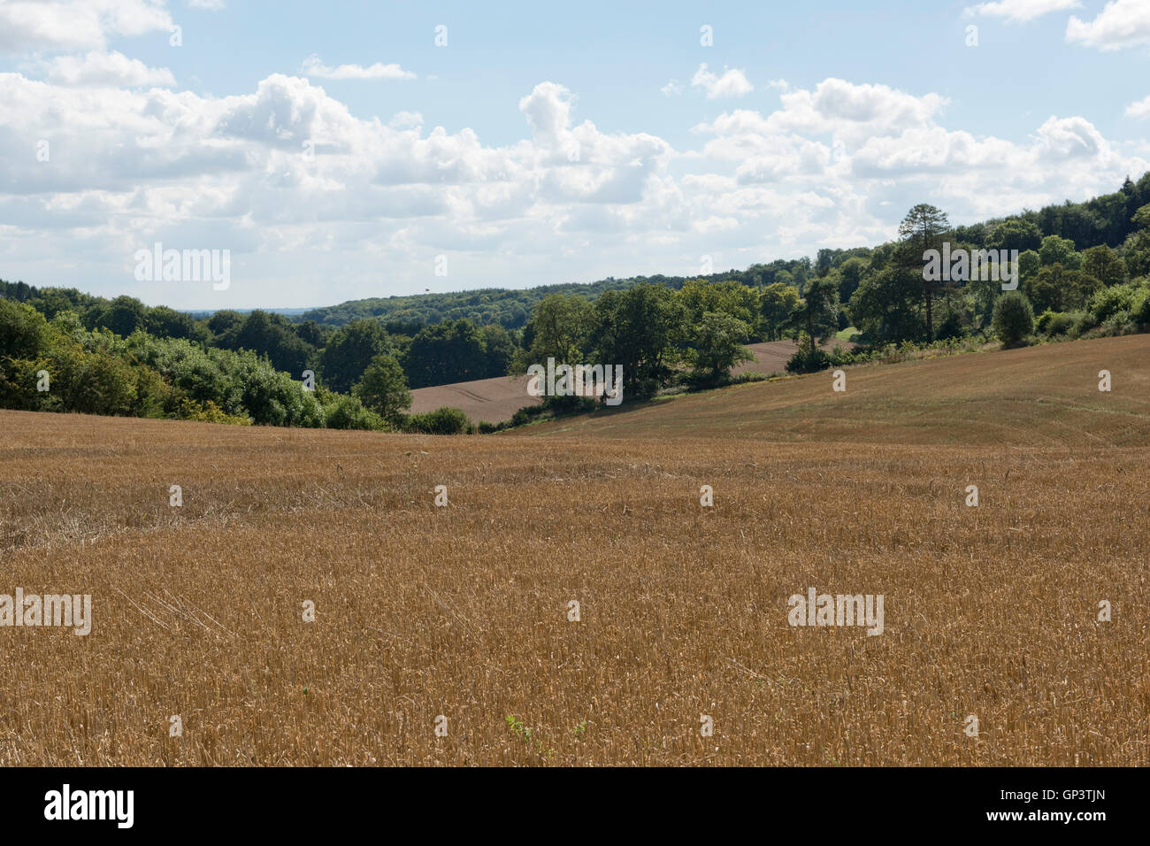 Entwicklung der Winterweizen Ernte vom Keimling bis zur Ernte, geerntet, Berkshire, August Stockfoto
