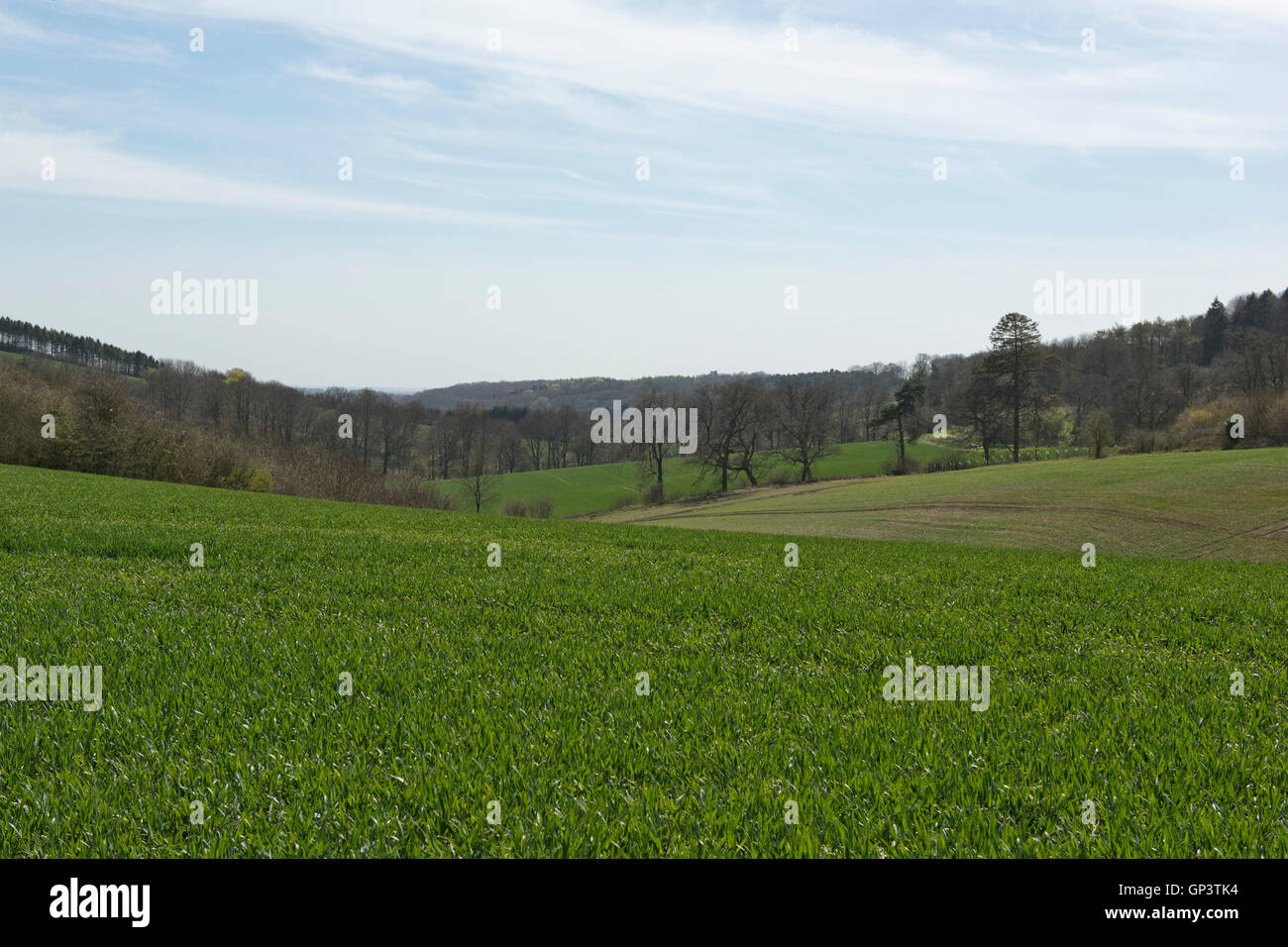 Entwicklung einer Winterweizen Ernte vom Keimling zu ernten, Frühling. Berkshire, April Stockfoto