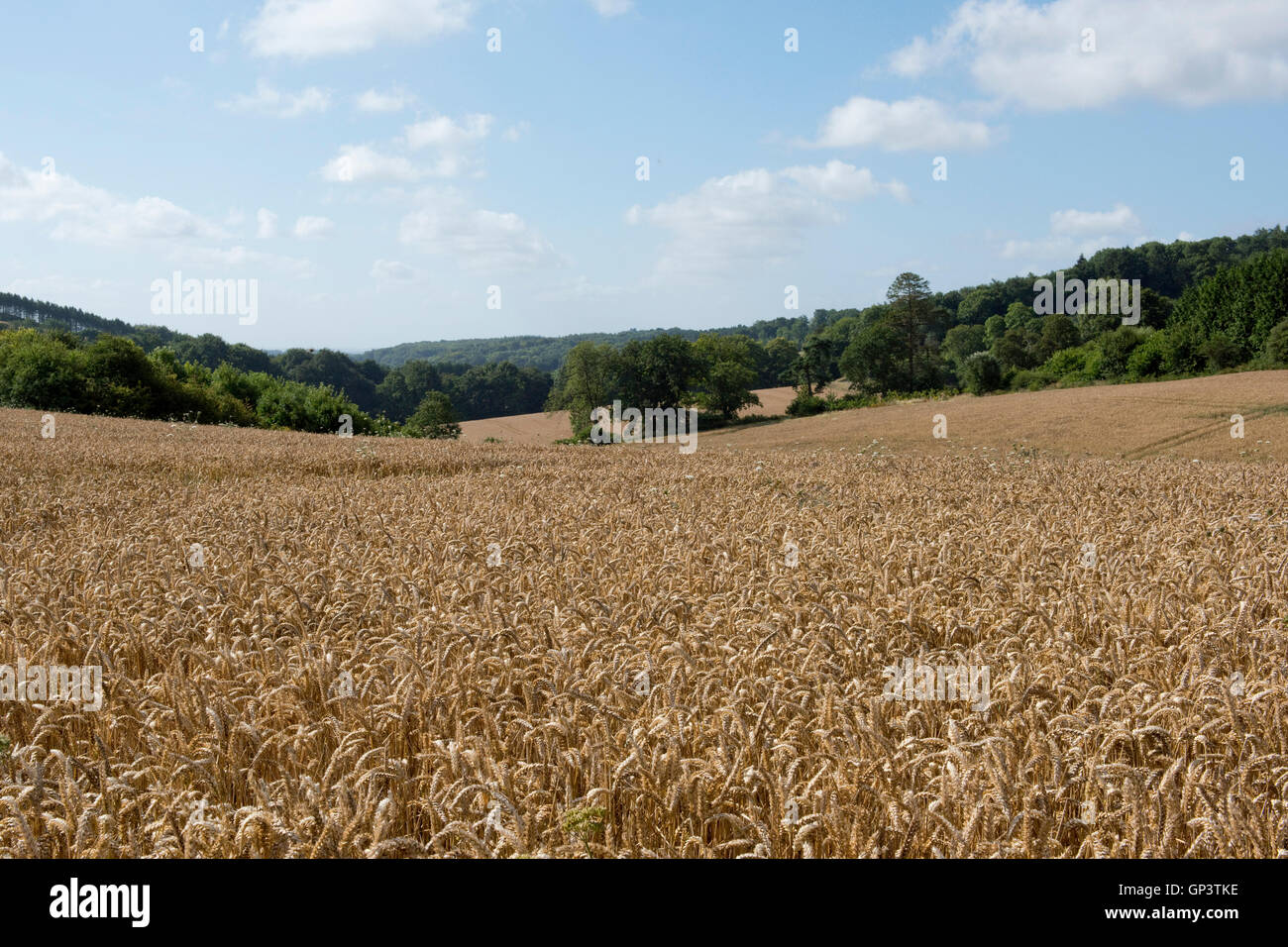 Entwicklung der Winterweizen Ernte vom Keimling bis zur Ernte, Sommer goldene Ohr. Berkshire, August Stockfoto