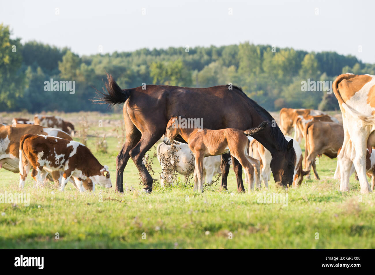 Eine Stute steht an der Seite seiner Fohlen mit Kühen Stockfoto