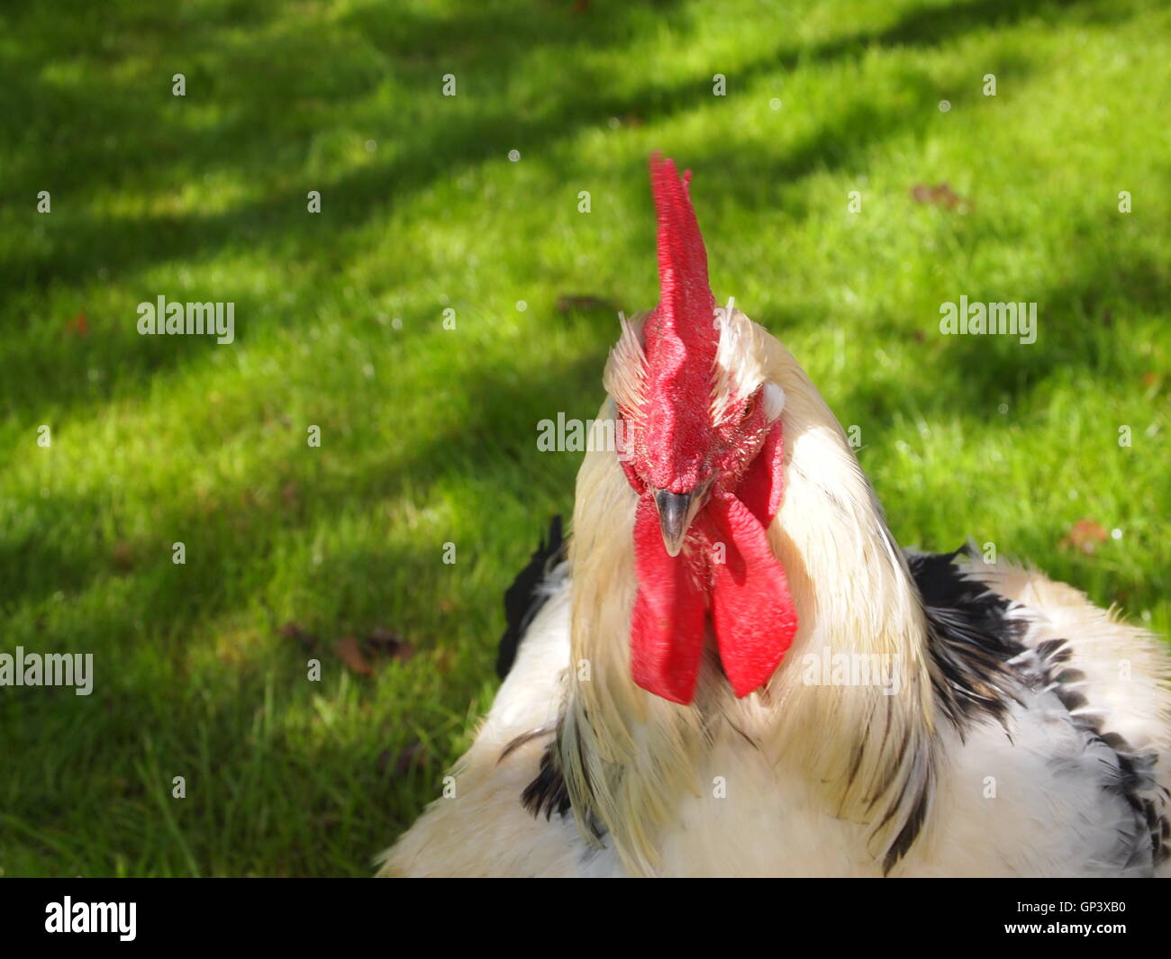 Oxon und Hühner in einer landwirtschaftlichen Umgebung Stockfoto