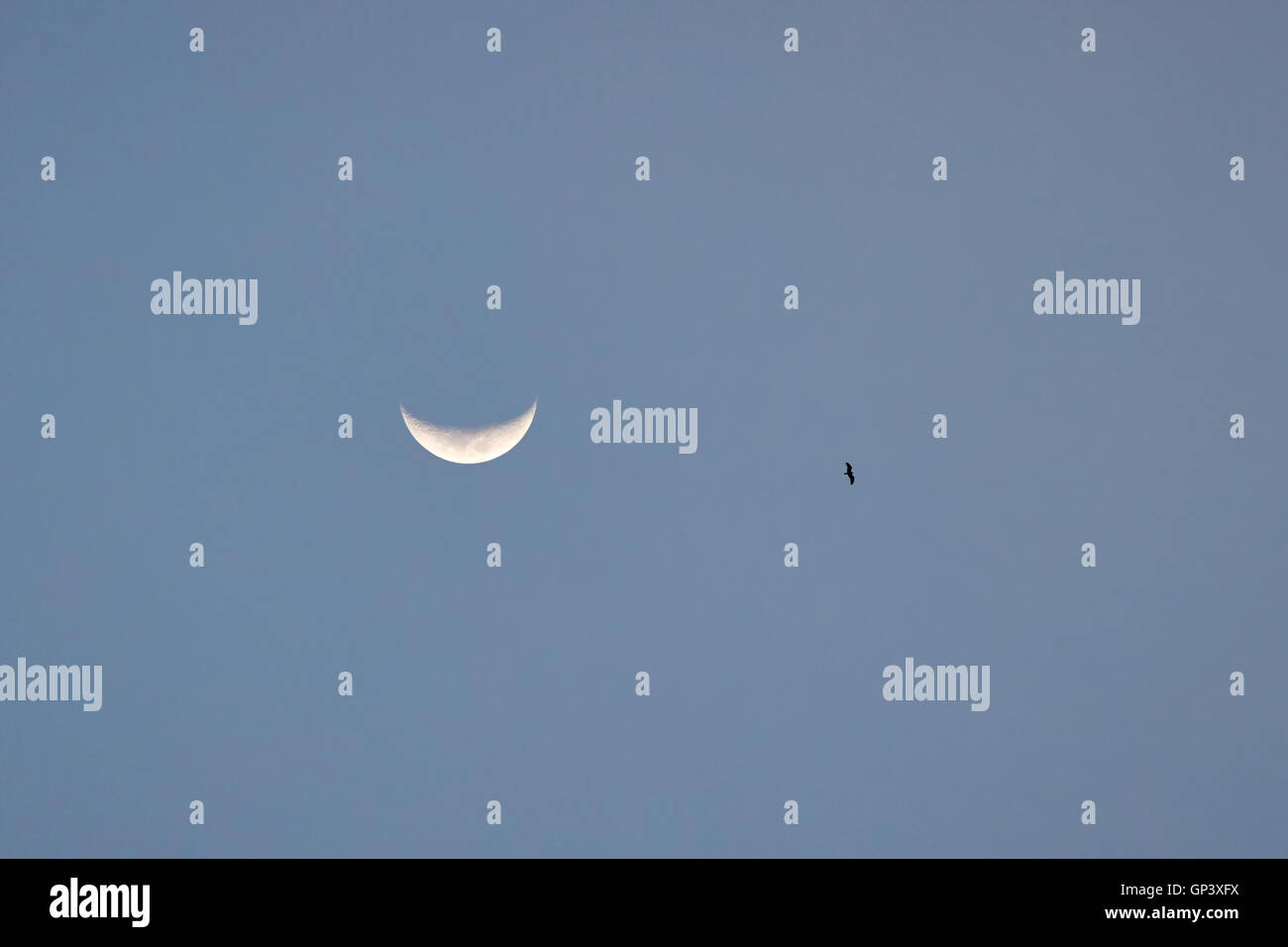Vogel im Himmel neben einer Mondsichel Stockfoto Vogel im Himmel neben einer Mondsichel Stockfoto