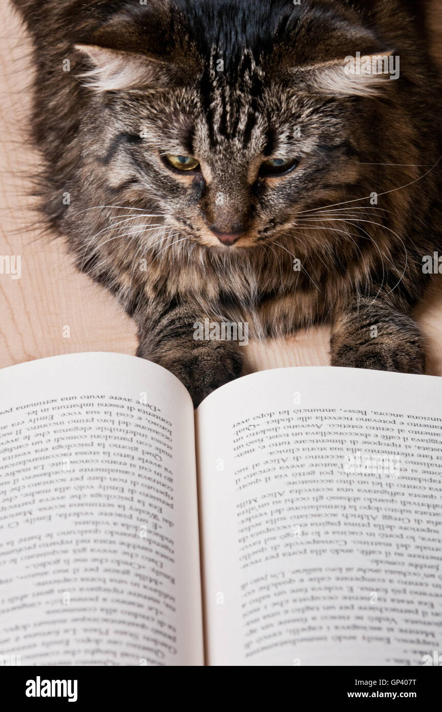 Katze ein Buch lesen Stockfoto