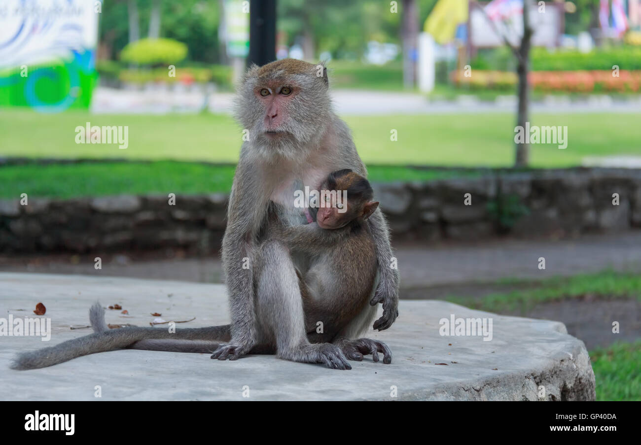 Affe oder Ape ist der gemeinsame Name der Chordate Phylum. Säugetier Stockfoto