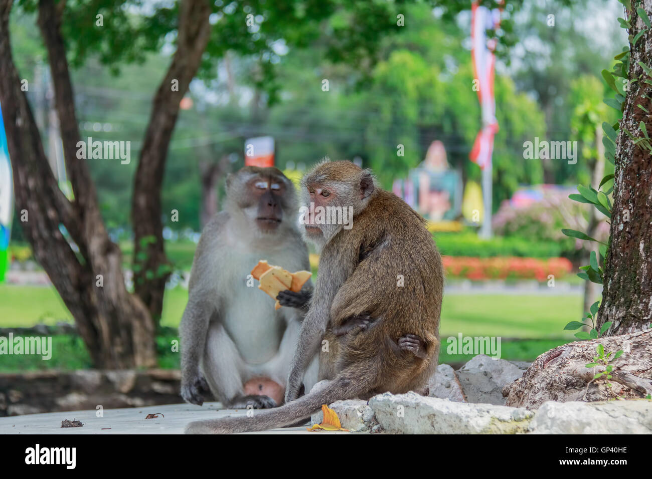 Affe oder Ape ist der gemeinsame Name der Chordate Phylum. Säugetier Stockfoto