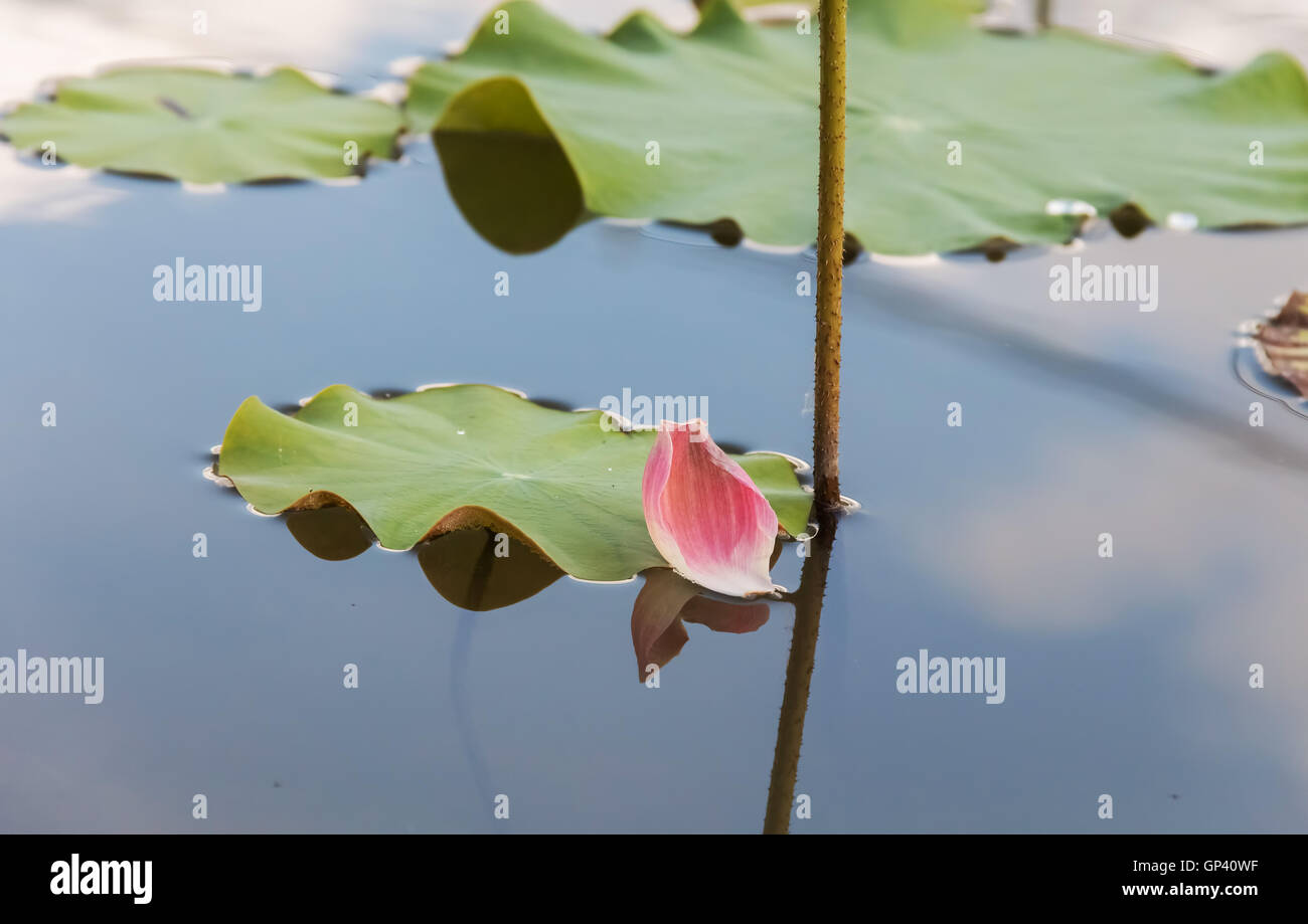 Lotus Blume rosa Lotus genannt Padma Moscow Aktionen oder Gog Canute großen Blütenknospen sind Oval. Stockfoto