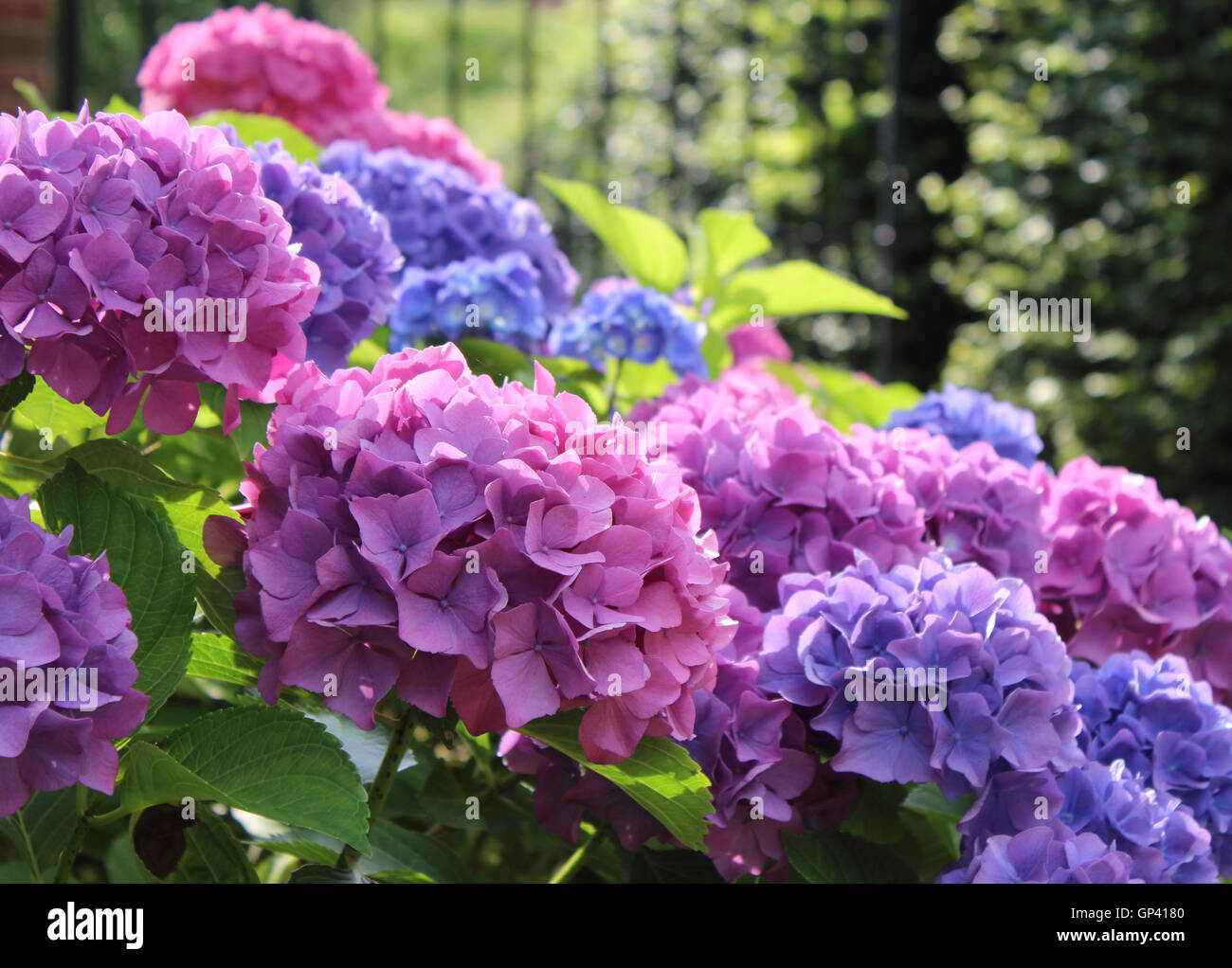 Schöne blaue und rosa Hydrangea Macrophylla Blütenköpfchen in der Abend-Sonne. Stockfoto