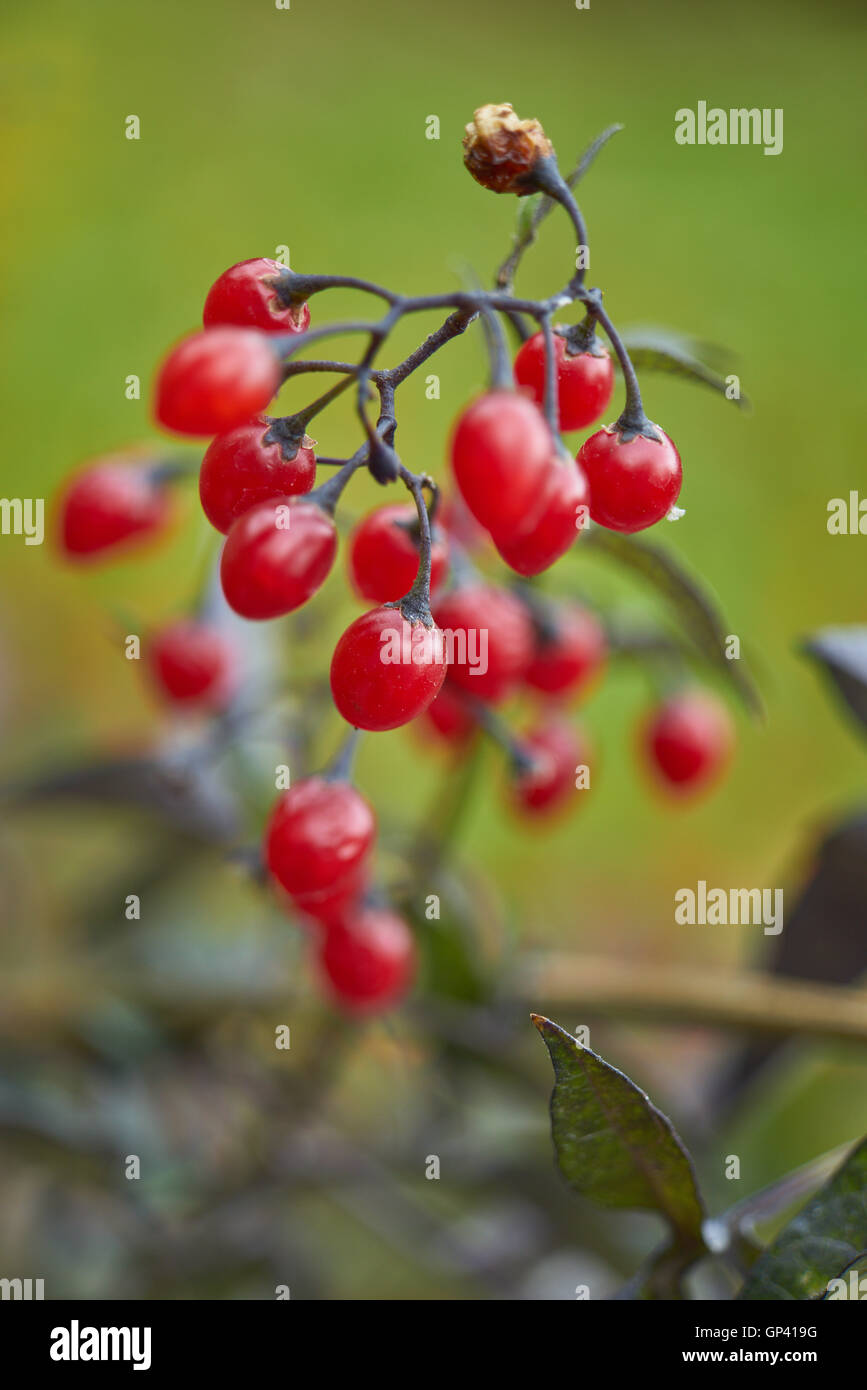 Rote Beeren von Solanum Dulcamara bitter bitter Nachtschatten blau Ackerwinde Stockfoto