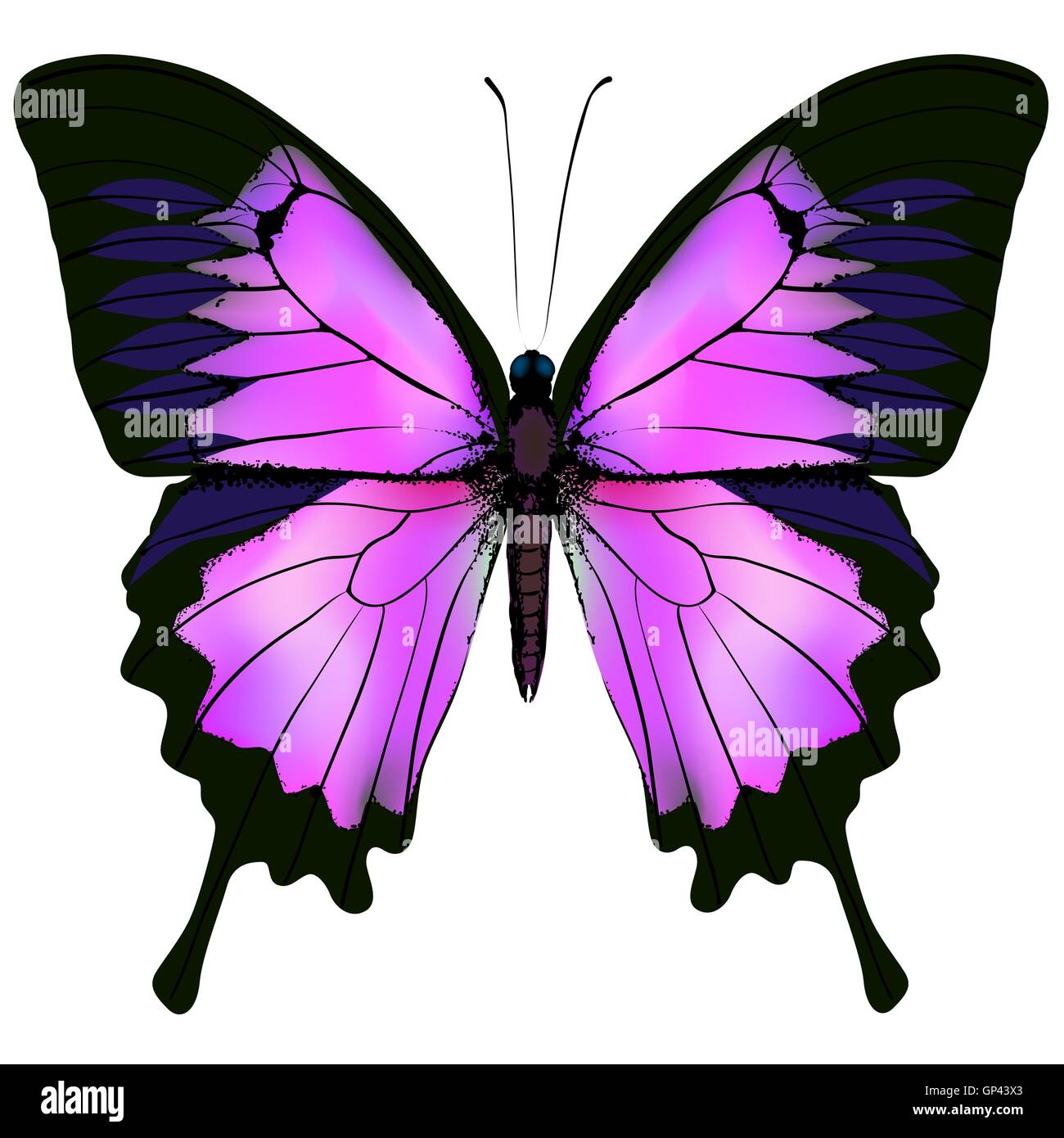 Schmetterling Vektor Illustration Der Schonen Rosa Und Lila Farbe Stock Vektorgrafik Alamy