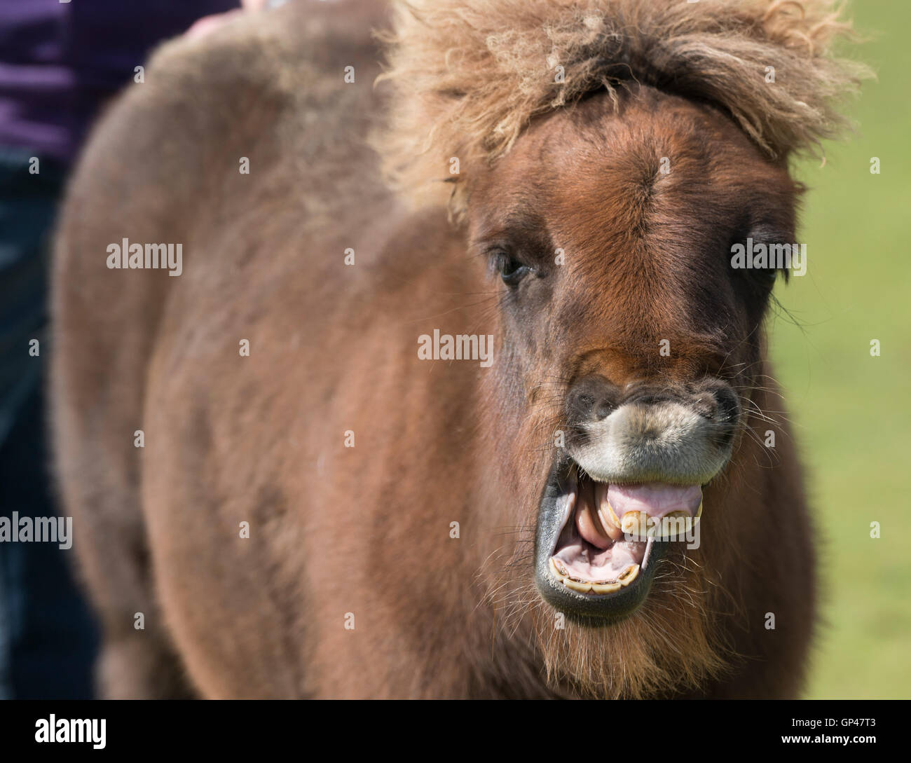 Ein Shetland-Pony mit einem breiten Lächeln und Haarschopf Stockfoto