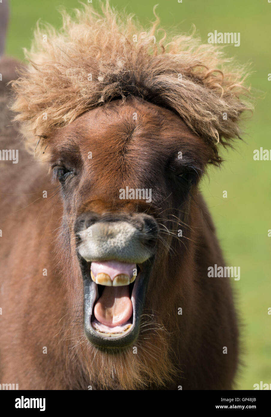 Ein Shetland-Pony mit einem breiten Lächeln und Haarschopf Stockfoto