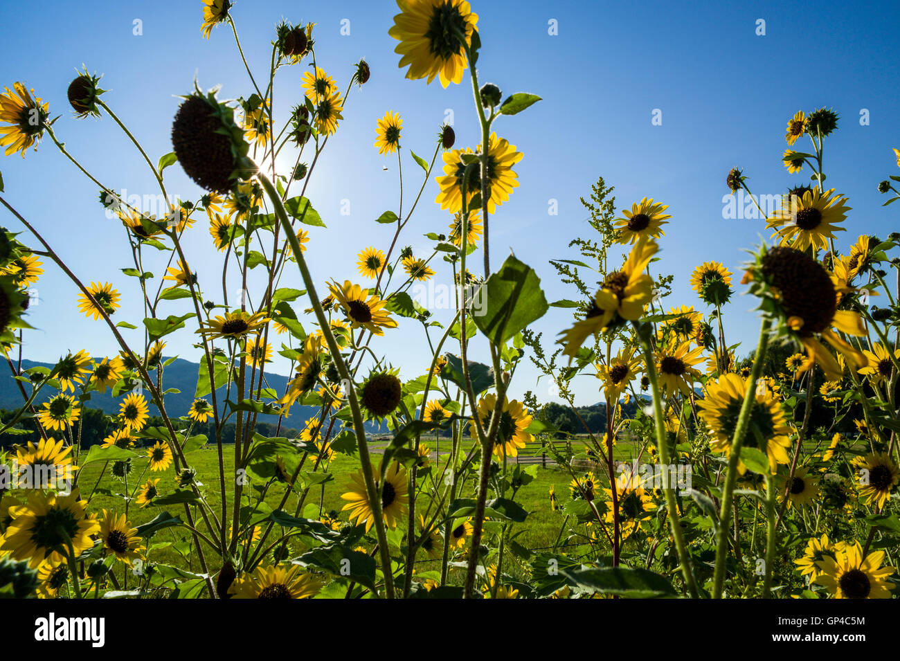 Gewöhnliche Sonnenblume; Helianthus Annuus; Asteraceae; CR108; Salida; Colorado; USA Stockfoto