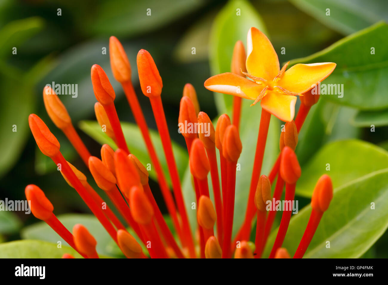 Nahaufnahme von roten Ixora Blumenstrauß Stockfoto