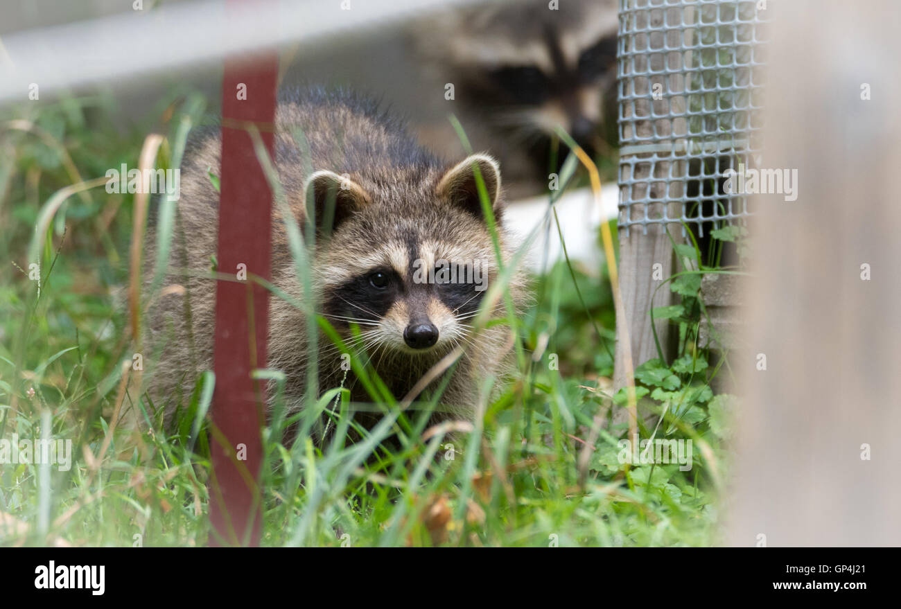 Waschbär (Procyon Lotor(s) in den Wäldern am Zubringer.  Intelligente junges Tier macht spielerisch und Scheu einen Auftritt aus dem Wald. Stockfoto
