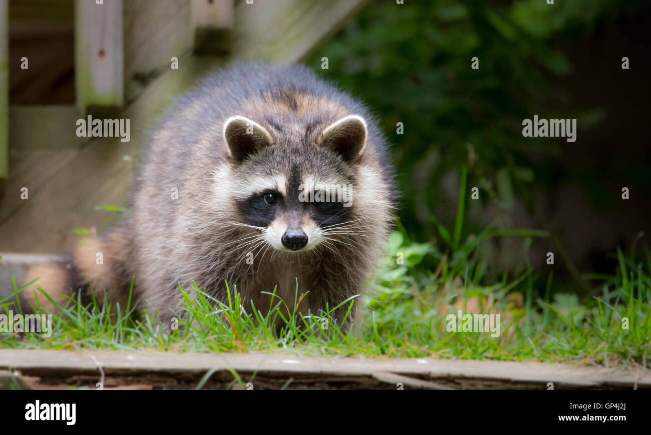 Waschbär (Procyon Lotor(s) in den Wäldern am Zubringer.  Intelligente junges Tier macht spielerisch und Scheu einen Auftritt aus dem Wald. Stockfoto