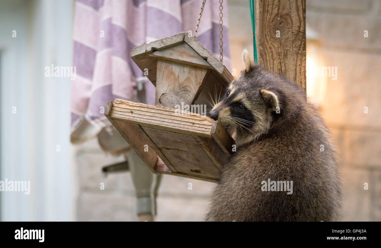 Waschbär (Procyon Lotor) auf ein Vogelhaus, Ostontario.  Maskierte Säugetier hat Spaß, während er sucht und eine einfache Mahlzeit findet. Stockfoto