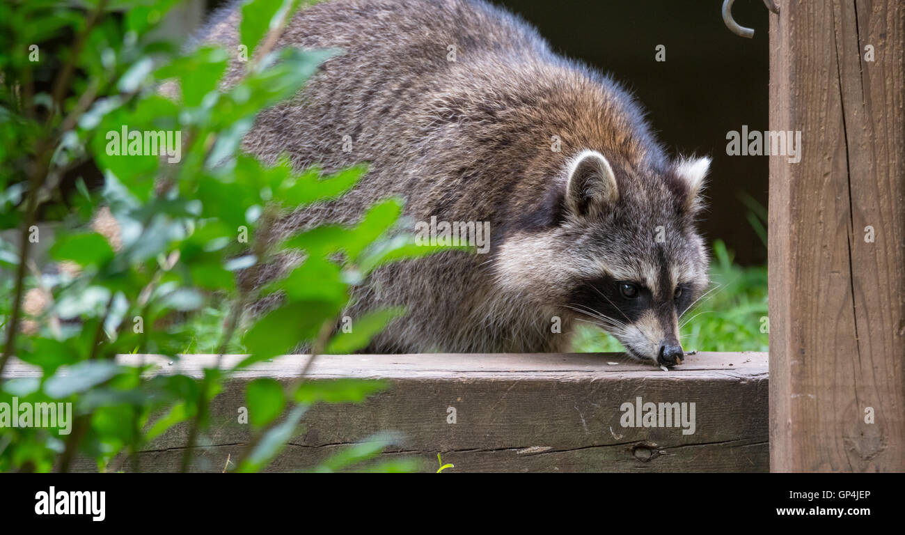 Waschbär (Procyon Lotor(s) in den Wäldern am Zubringer.  Intelligente junges Tier macht spielerisch und Scheu einen Auftritt aus dem Wald. Stockfoto