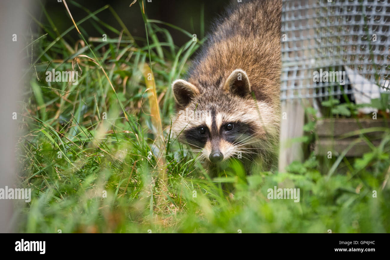 Waschbär (Procyon Lotor(s) in den Wäldern am Zubringer.  Intelligente junges Tier macht spielerisch und Scheu einen Auftritt aus dem Wald. Stockfoto