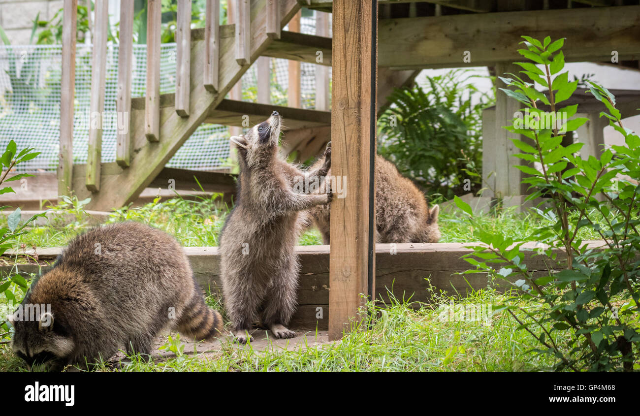 Junge Mitglieder der Waschbär (Procyon Lotor) Familie knüpfen und Suche nach Nahrung in der Nähe von einem Feeder in Ostontario behandelt. Stockfoto