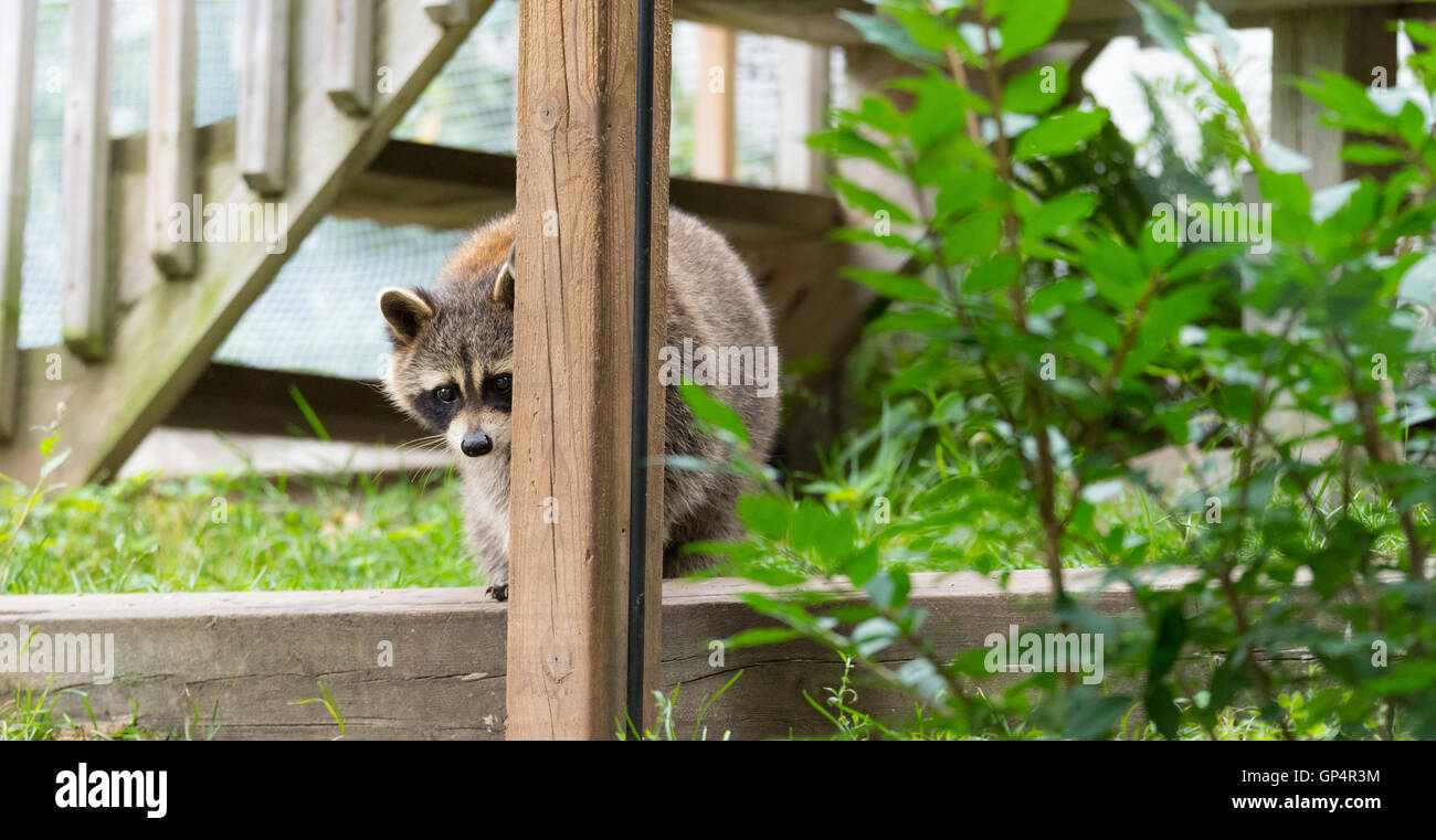 Waschbär (Procyon Lotor(s) in den Wäldern am Zubringer.  Intelligente Jungtier macht schüchtern einen Auftritt aus dem Wald. Stockfoto