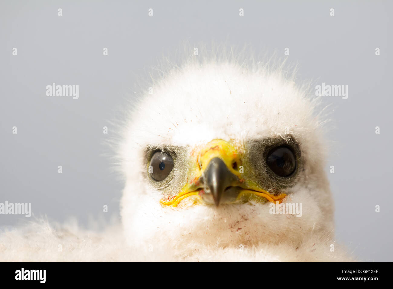 Porträt von weiße flauschige Küken, Rough-legged Buzzard im Nest. Nowaja Semlja-Archipel, close-up Stockfoto