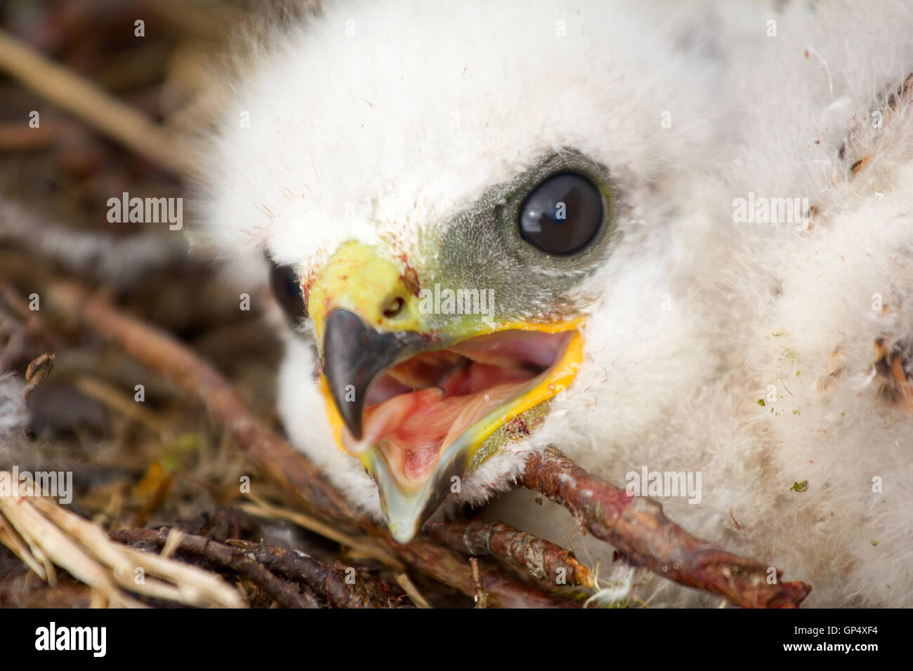 Porträt von weiße flauschige Küken, Rough-legged Buzzard im Nest. Nowaja Semlja-Archipel, close-up Stockfoto